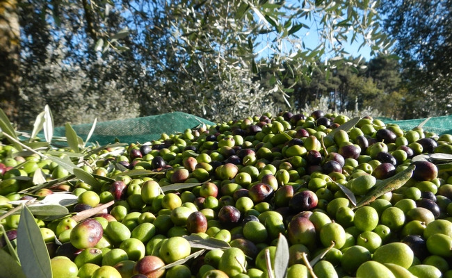 The-Olive-Oil-experience olive-experience-tuscany
